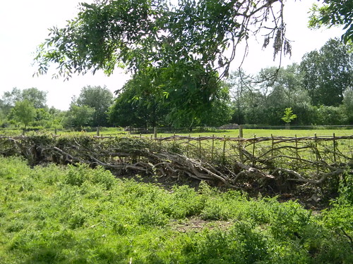 Laid hedge, Wittenham Clumps Appleford Circular