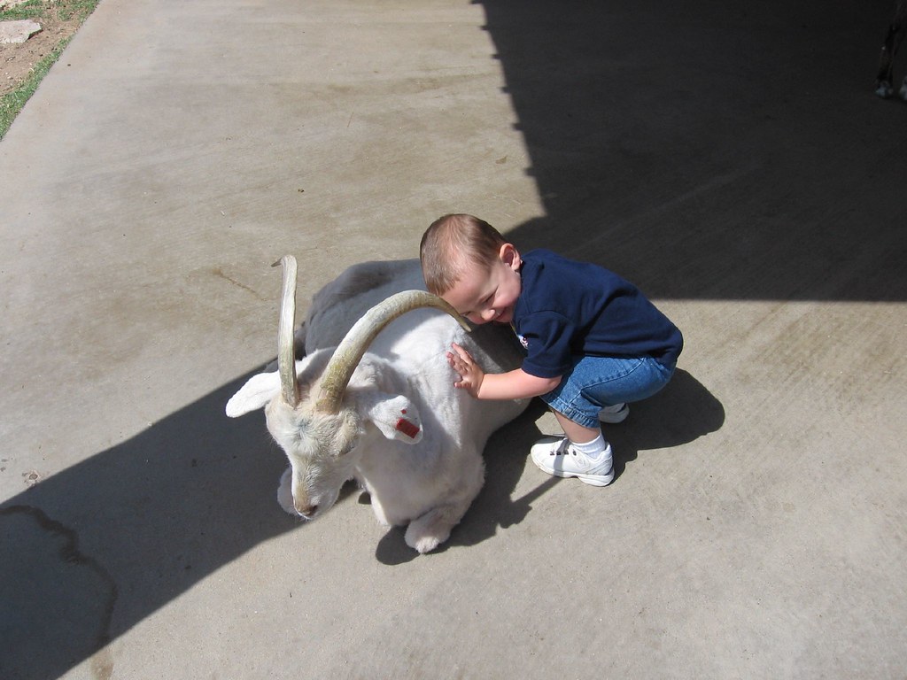 Andrew loves goats