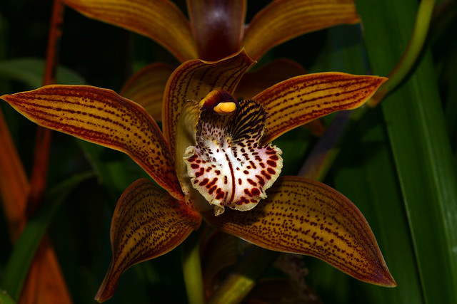 Cymbidium Moira 'Del Norte' hybrid orchid