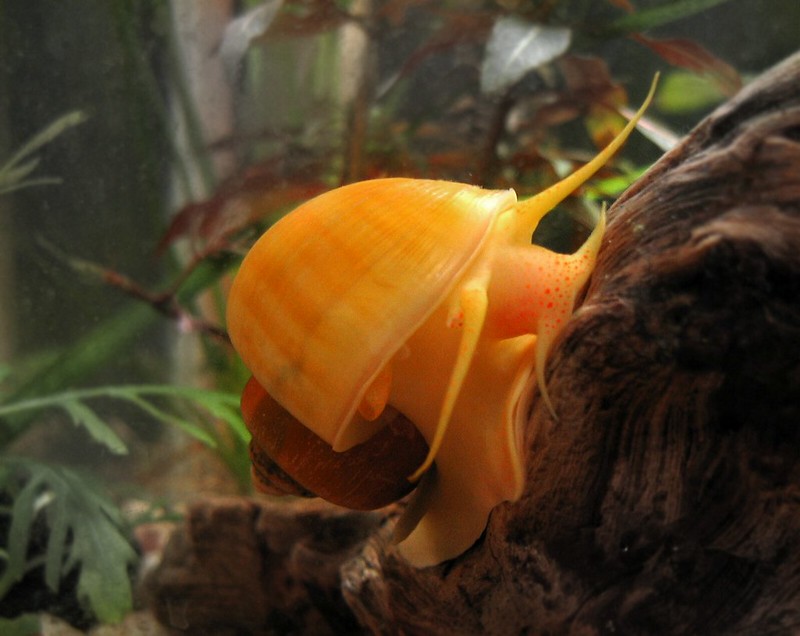'Slug' the Golden Apple Snail 2 of 2