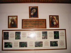 Orangutan Geneology