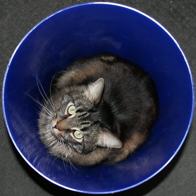 Potted Cat 2