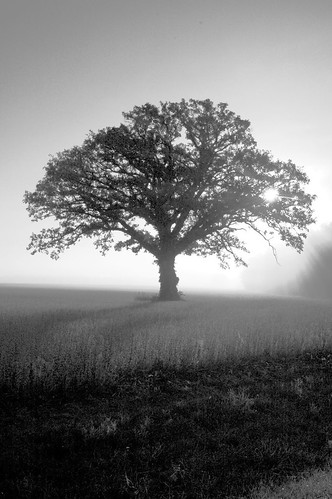 trees tree topv111 fog sunrise geotagged oak favme blogged oaktree topten burroak notei geo:lat=404675 loneoaktree geo:lon=895324 blogged20071128 notcipb nottwit