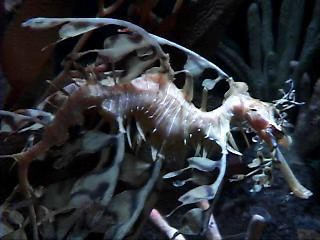 Leafy Sea Dragon | by ForestForTrees