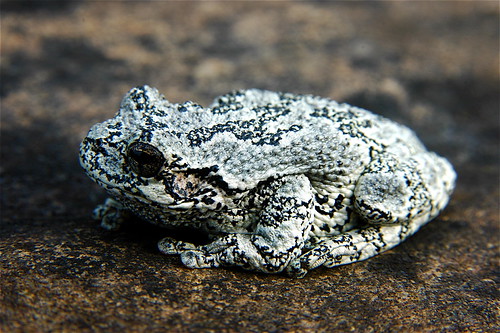 Tree Toad | Tree Toad (AKA Tetraploid Grey Treefrog) (Hyla v… | Flickr