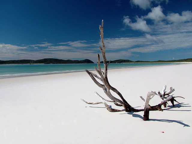 Driftwood on Whitehaven Beach, Whitsunday Island, Queensland