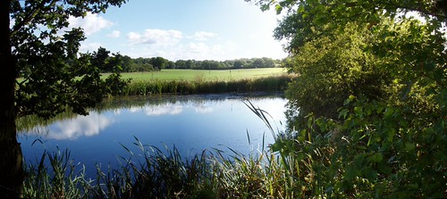 Bicknacre - Local Pond | by DodoPappa