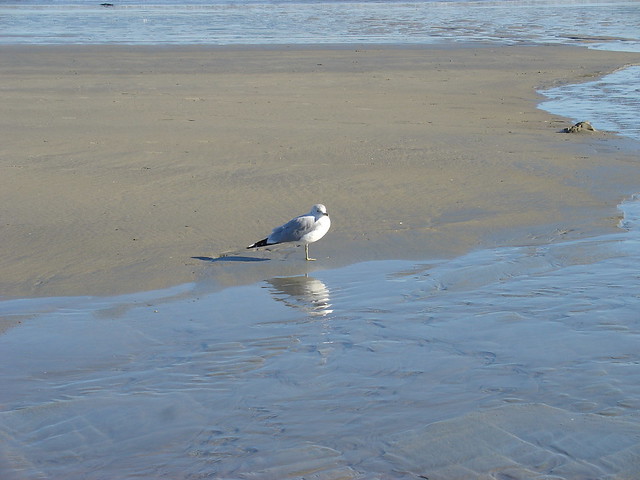 Seagull at Revere Beach