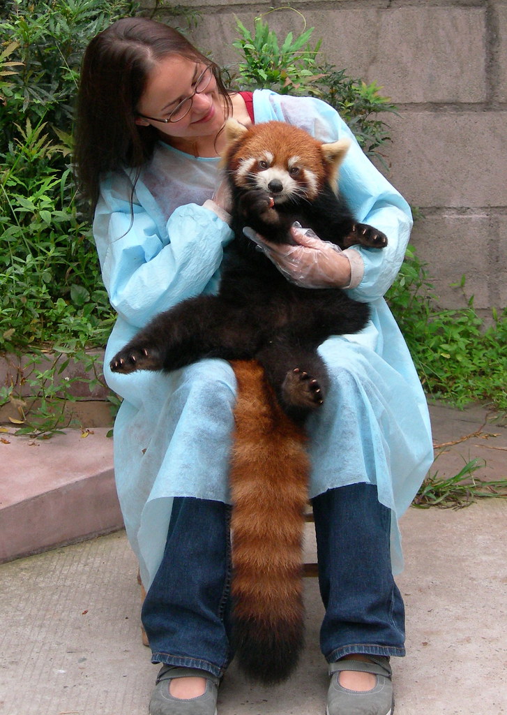 Red Panda 2. A face that looks as if it already forgave the day. — Ariel Ophelia, CC BY-SA
