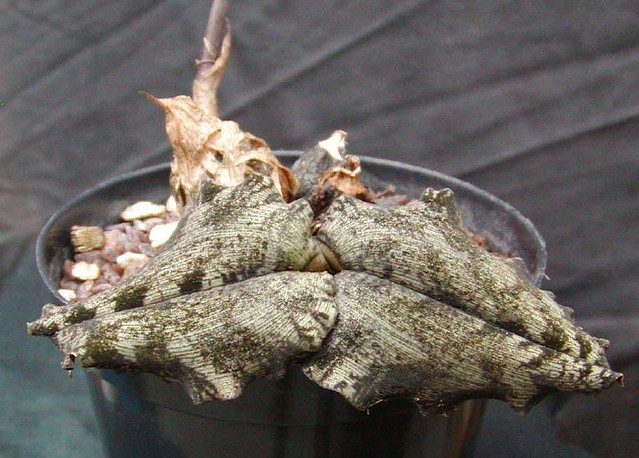 Oeceoclades roseovariegata - leaves
