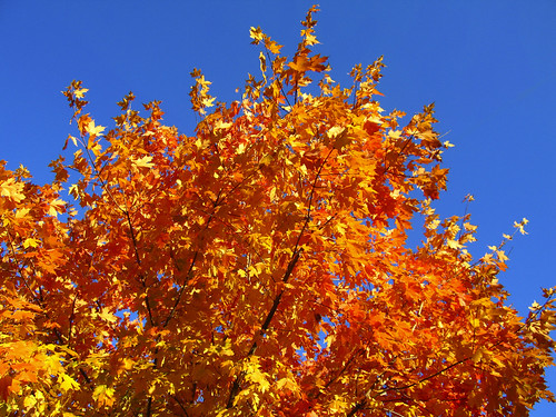 Autumn Maple | by Perdita