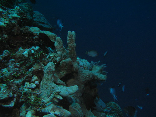 outer reef ledge | by ryanstokes