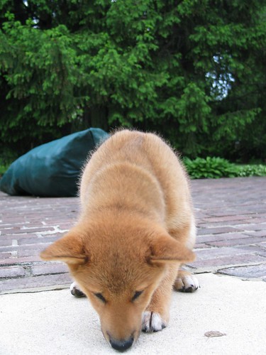 Yoshi as a puppy in Mom's backyard | by hanleybrand