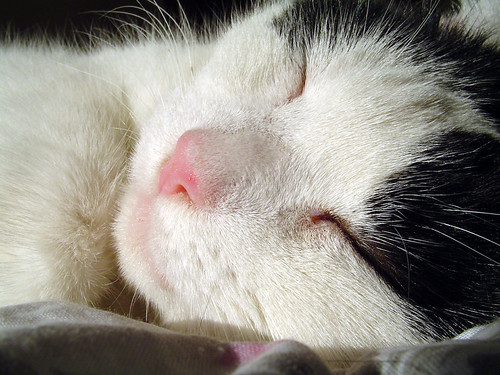Patch, still sleeping | by Les Mellor