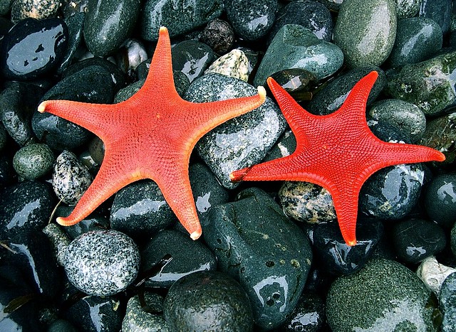 Vermillion Sea Star (Mediaster aequalis)
