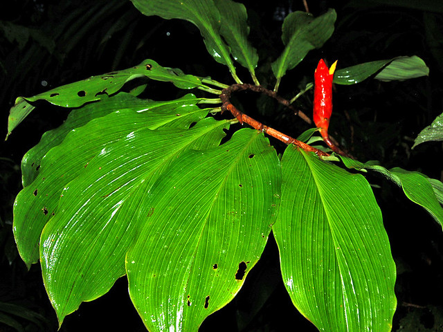 Costus sp. (Costaceae)