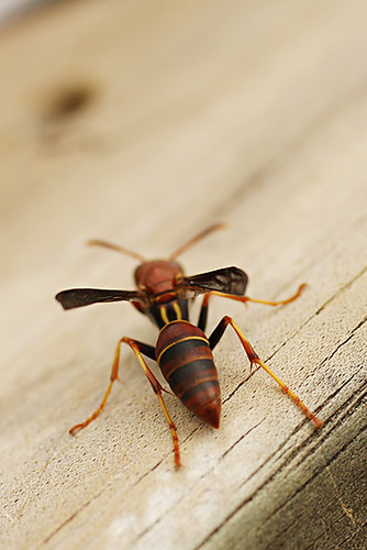 Jackspanner Insect Jack Spaniard | I don't know what they call this insect here… | Flickr