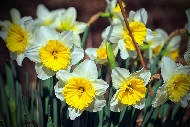 Historic Daffodils