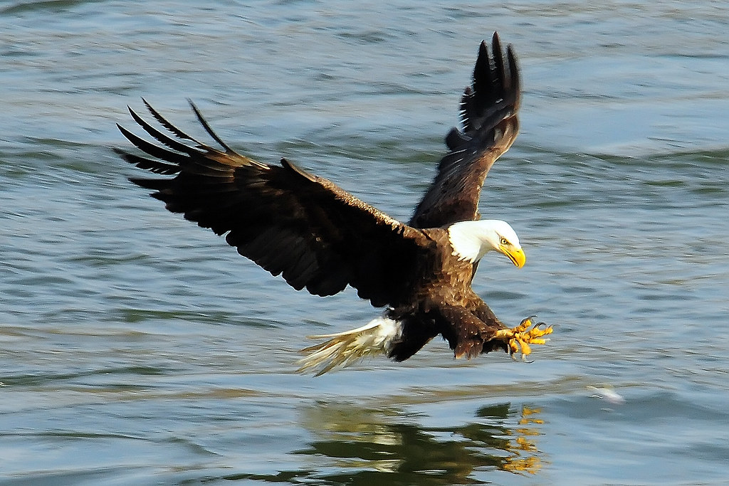 Bald Eagle Fishing, I am proud to say that today (Feb. 29, …