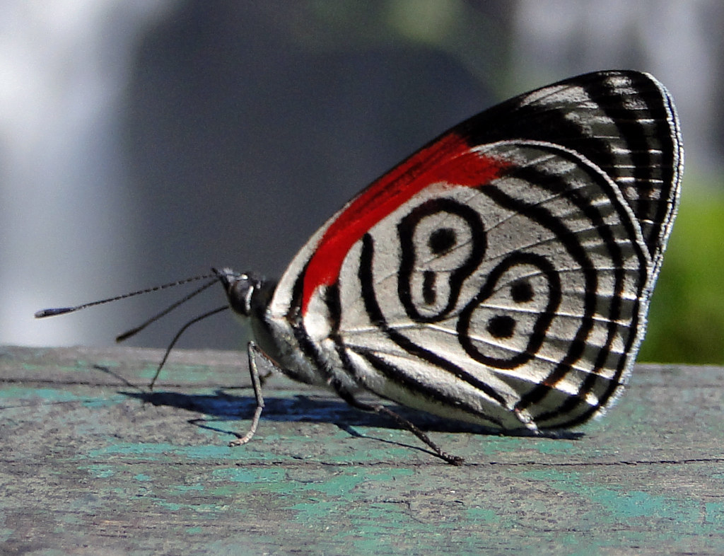Borboleta | As borboletas são insectos da ordem Lepidoptera … | Flickr