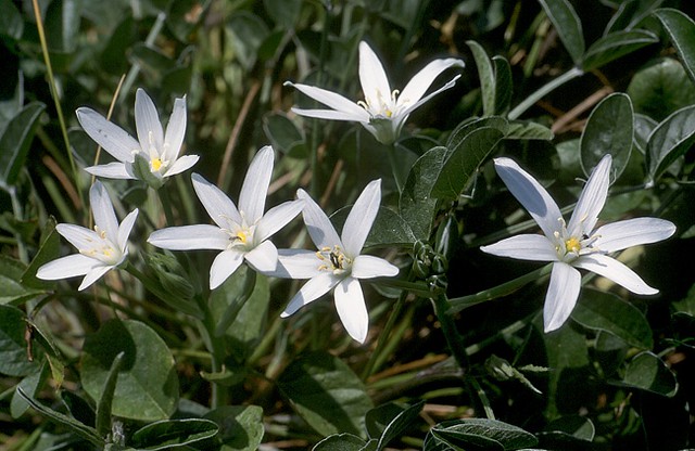 t0301111 | Milchstern (Ornithogalum spec.). Toscana, 17.04.2003