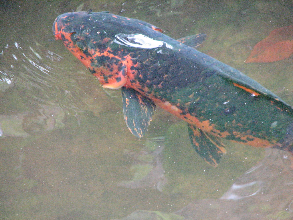 Black/Orange Koi Fish | seekingmuses | Flickr