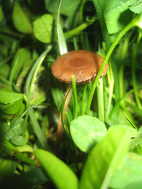 a fungus