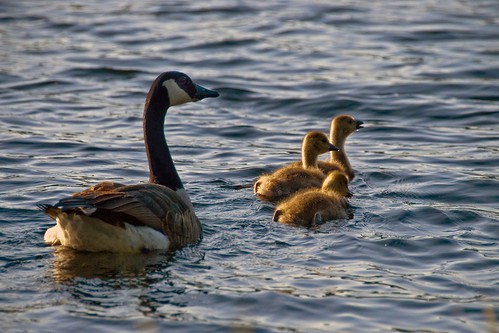 usa lake bird birds geotagged pennsylvania bangor mother goose pa goslings poconos fowl pocono lakeminsi nikon18200mmvr