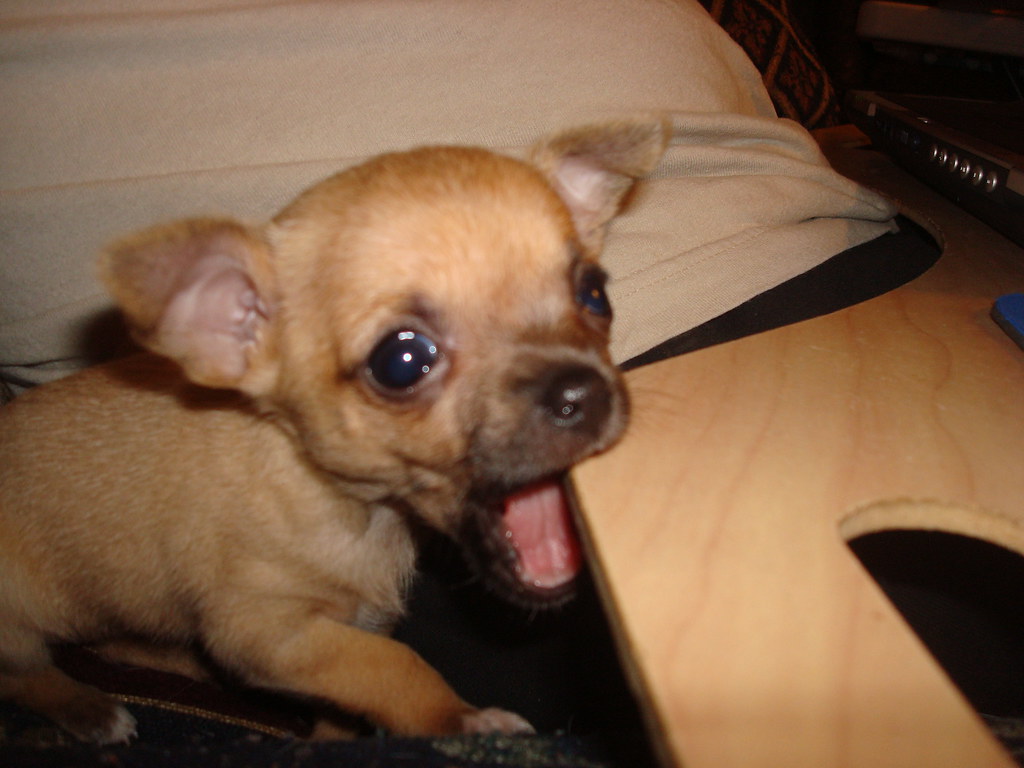 Baby Chihuahua | I got this six week old chihuahua on St. Pa… | Flickr