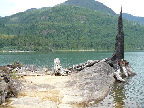 lake island reservoir stump stavelake
