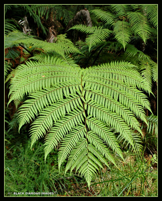 Cyathea medullaris - mamaku, black ponga - Waipoua Forest,Northland,New Zealand