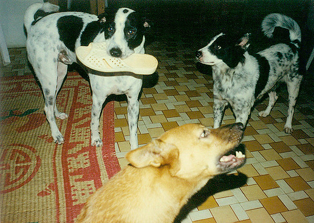 Chó Bino - Mập - Lu