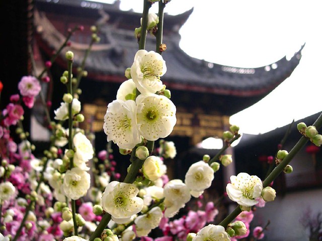 Flowers at the Yu Yuan Garden
