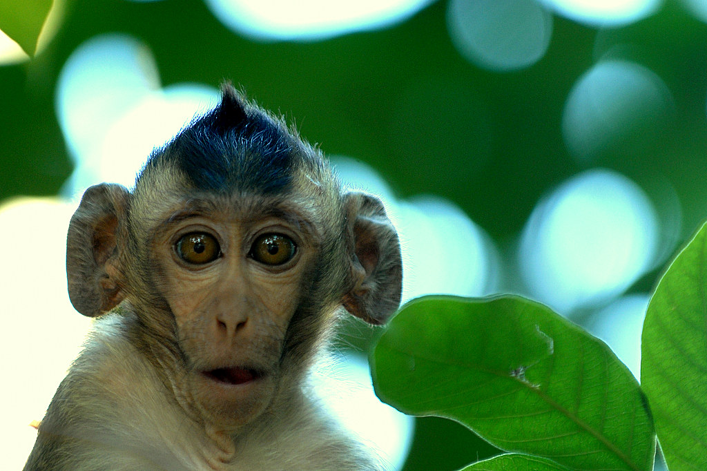 Ушастая обезьяна. Ушастая обезьянка. Уши обезьяны. Обезьяна с большими ушами. Мартышка с большими ушами.
