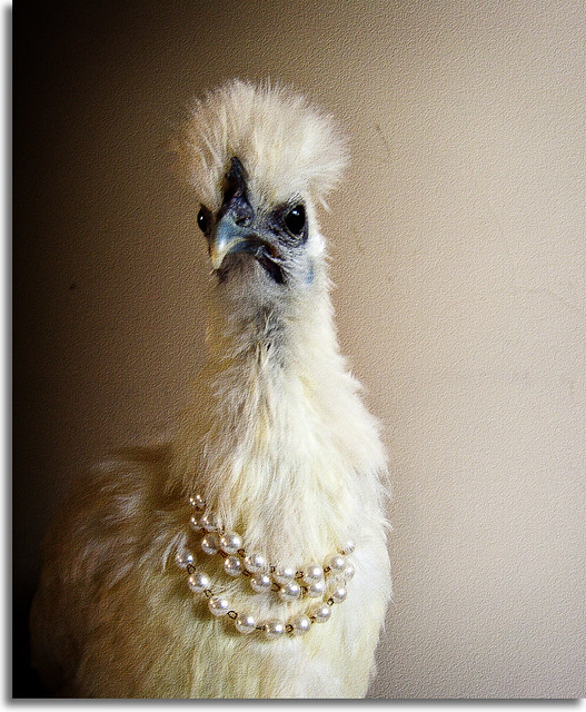 Fowl with a Pearls Necklace