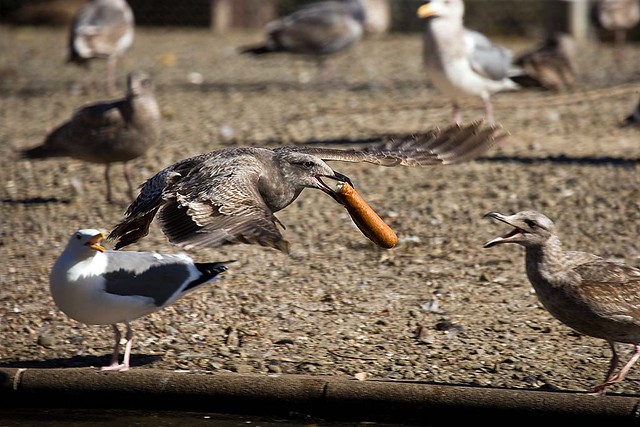 Seagull with part of a baguette