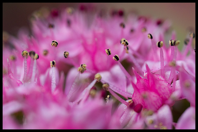 Pink flowers, Seijo