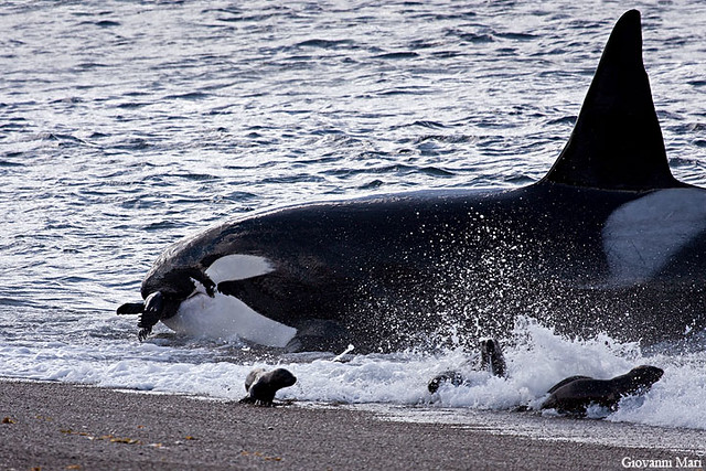 Orca Attack in Punta Norte, Valdes Peninsula - Argentina