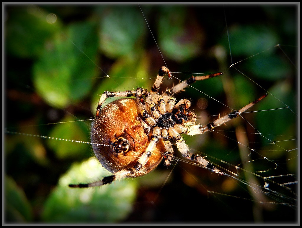 Spinne bei Spinnwebproduktion - web production by NPPhotographie