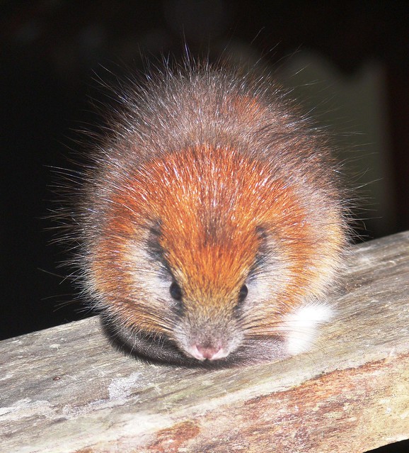 Red-crested Tree rat rediscovered after 113 years!
