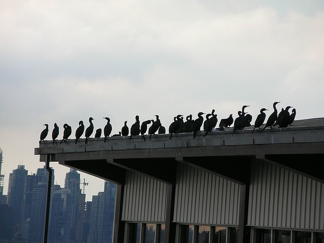 Cormorants waiting for a SeaBus
