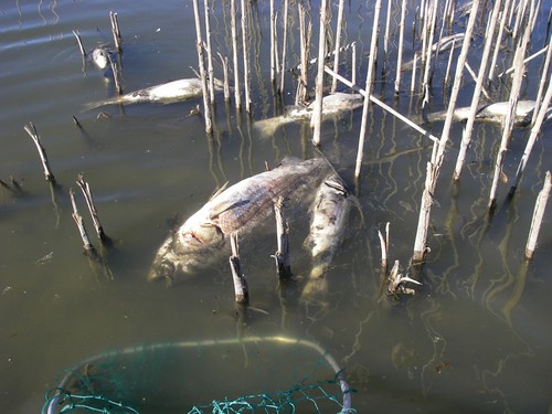 Striper carcasses on Prospect Island | by fishwithjd