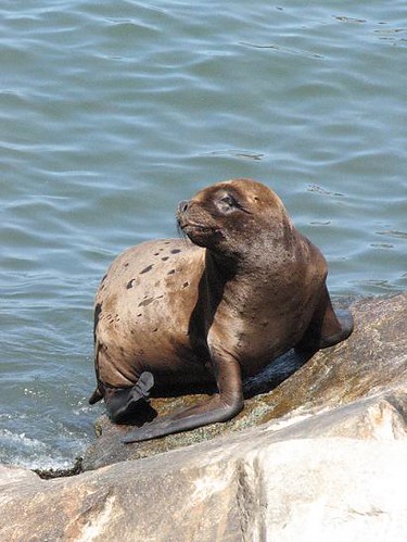 lobo marino II | by mis.fotos
