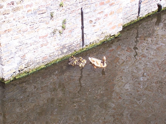Entenfamilie in einem Kanal in Brügge