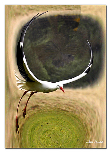 Creative Stork | by Recycled Teenager (NORFOLK IMAGES)