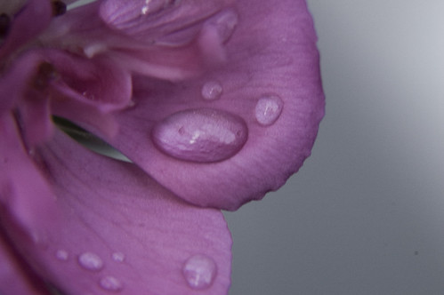 _DSC0503 by CrispSeptember // Not Your Mother's Photography, pink flowers blue sunset sky horses orange lake playing macro green feet mushroom water lamp field r
