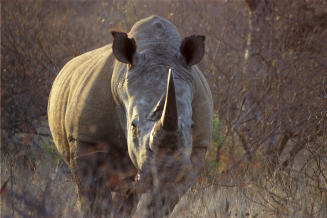 Please say hi to Rodney the Rhino