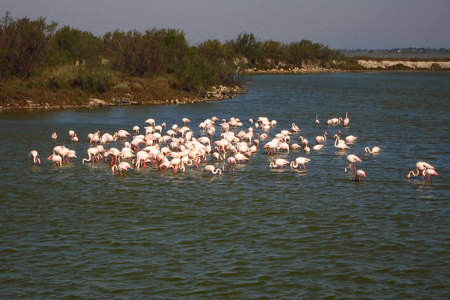 Flock of Flamingos in the Camargue in the Delta of the Rhone River