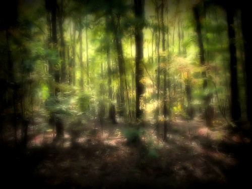 trees light sun sunlight forest georgia psp woods shadows foliage shade mystical paintshoppro magical canonpowershots2is douglascounty sweetwatercreekstatepark ©melissapadilla