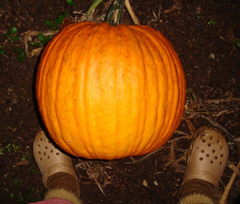 Pumpkin socks and shoes